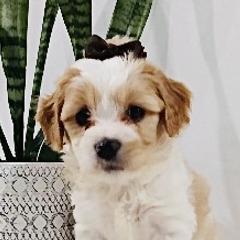 Cavachons from My Furry Friends