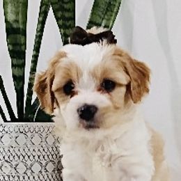 Cavachons from My Furry Friends