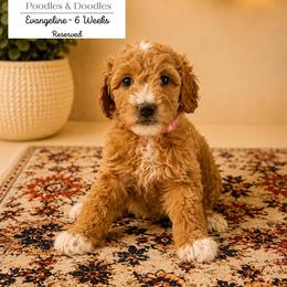 Evangeline - Apricot female Goldendoodle puppy in Lake Charles, Louisiana from Perfect Fit Poodles & Doodles