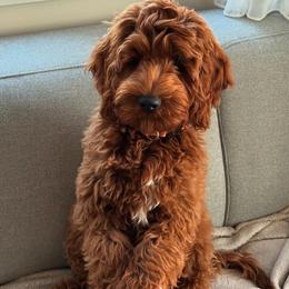 Goldendoodle All Grown Up from Designer doodles