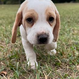 AKC Levi - Lemon and white male Beagle puppy in Rogersville, Missouri from Hales Little Beagle Haven