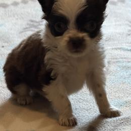 Tattoo - Red tri male Toy Australian Shepherd puppy in Ba, Oklahoma from Too Many Kisses Toy Aussie Kennel