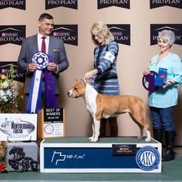 Raya - American Staffordshire Terrier