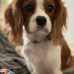 Copper - Cavalier King Charles Spaniel