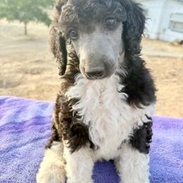 Desmond - Parti male Poodle puppy in Meadowbrook, California from Standard Poodle Pups