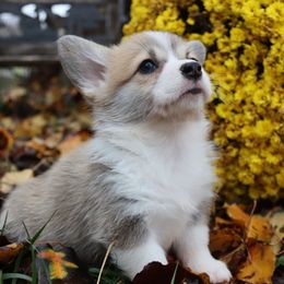 Yara - Red female Pembroke Welsh Corgi puppy in Pollock, Missouri from Northstar