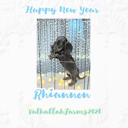 Rhiannon - Black and tan female Dachshund puppy in Ravenna, Ohio from Valhallah Farms