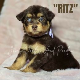 Girl 3 - Red phantom female Aussiedoodle puppy in Cleveland, Georgia from Jam's Doodles And Poodles