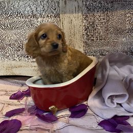 Cockapoo Puppies from Country J Canines