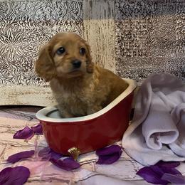 Cockapoo Puppies from Country J Canines