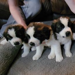 Saint Bernard Puppies from Middle Georgia Saints