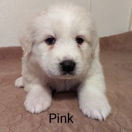 Great Pyrenees Puppies from Duck Creek Poultry Place & Wilson's Waterfowl