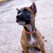 Sporty Mixes from trueWE$T Working Dogs