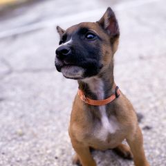 Sporty Mixes from trueWE$T Working Dogs