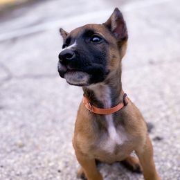 Sporty Mixes from trueWE$T Working Dogs