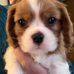 Blue - Blenheim male Cavalier King Charles Spaniel puppy in Puyallup, Washington from Foster Cavaliers