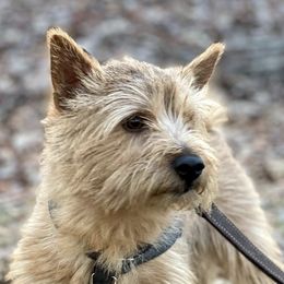 Norwich Terriers from Nottingham Norwich