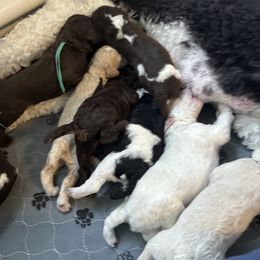 Goldendoodle and Poodle Puppies from Stelladoodles & Company