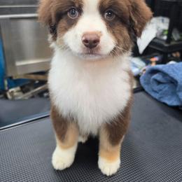 Rory - Red tri-color male Miniature American Shepherd puppy in Shreveport   Bossier, Louisiana from Jem Miniature American Shepherds