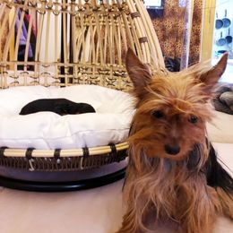 Poodle and Yorkipoo Puppies from Tuts Pups Cafe