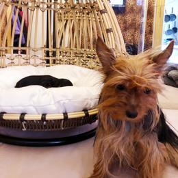 Poodle and Yorkipoo Puppies from Tuts Pups Cafe