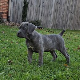 Purple Collar Girl - Cane Corso puppy from Caliber Cane Corso