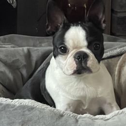 Tilly - Boston Terrier
