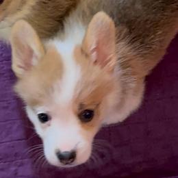 Purple Collar - Red male Pembroke Welsh Corgi puppy in Abingdon, Virginia from Em-K Kennels
