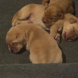 Boy 2 - Yellow male Labrador Retriever puppy in Littlefield, Arizona from Susan Burkey