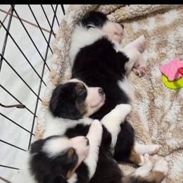 Australian Shepherd and Chow Chow Puppies from Calypso Chow Chows and Australian Shepherds