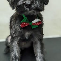 Mavie - Morkie