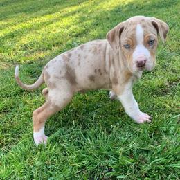 Male 2 - Red merle male Catahoula Leopard Dog puppy in Gadsden, Alabama from Rich Cat’s