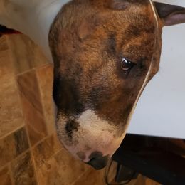 Truly - Bull Terrier