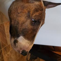 Truly - Bull Terrier
