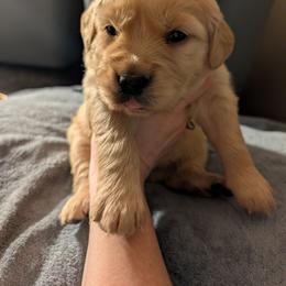 Pink (Charity) - Dark golden female Golden Retriever puppy in Madison, Ohio from Heckmans English Cream Golden Retrievers