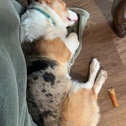 American Corgi and Pembroke Welsh Corgi All Grown Up from Vacaloca Corgis