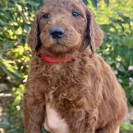Red Collar Boy - Red  male Goldendoodle puppy in Escalon, California from Silveira’s Golden Doodles