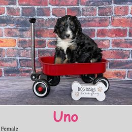 Uno - Bernedoodle puppy from Country Breeze Doodles & Poodles