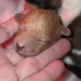 Boy 2 - Red male Shihpoo puppy in Hertford, North Carolina from Heaven Sent Shihpoo's