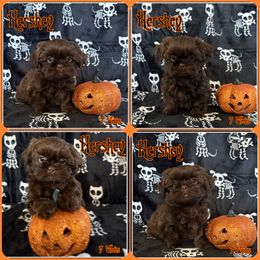 Hershey - Chocolate male Shih Tzu puppy in Yelm, Washington from Lala's All Star Shih Tzu