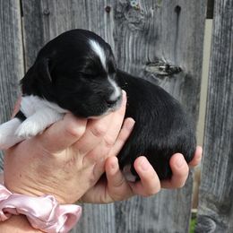 Black & White Male - Aussiedoodle puppy in Orland, California from Shockley’s Elite Doodles