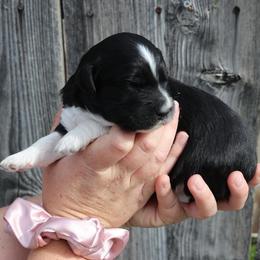 Black & White Male - Aussiedoodle puppy in Orland, California from Shockley’s Elite Doodles