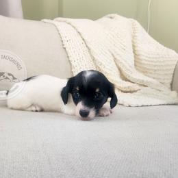 Patch - Piebald male Dachshund puppy in Dighton, Massachusetts from Powerdox Dachshunds