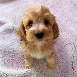 Rainier with training - Red and white male Cockapoo puppy in Boonville, North Carolina from Doods & Dolls