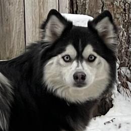 Pomskies from Full Moon Pomskies