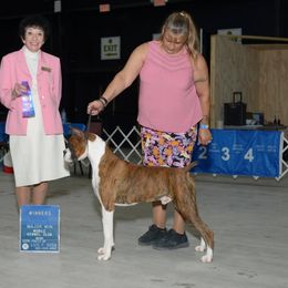 Lightening - Boxer