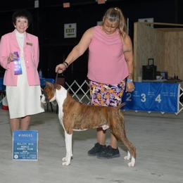 Lightening - Boxer