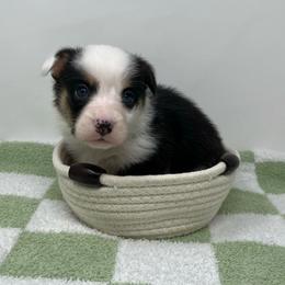 Drift - Black and tan male Pembroke Welsh Corgi puppy in Waco, Texas from The Comma Corgis