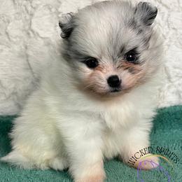 AKC SOJI - Blue merle female Pomeranian puppy in Watkins Glen, New York from Wicked Spirits Pomeranians
