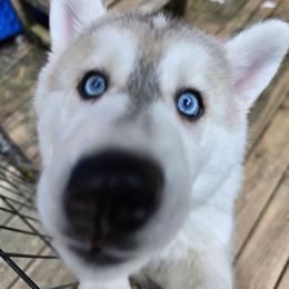 1 Purple - Gray and white female Siberian Husky puppy in Dane, Wisconsin from Sunny Hurricane Siberians